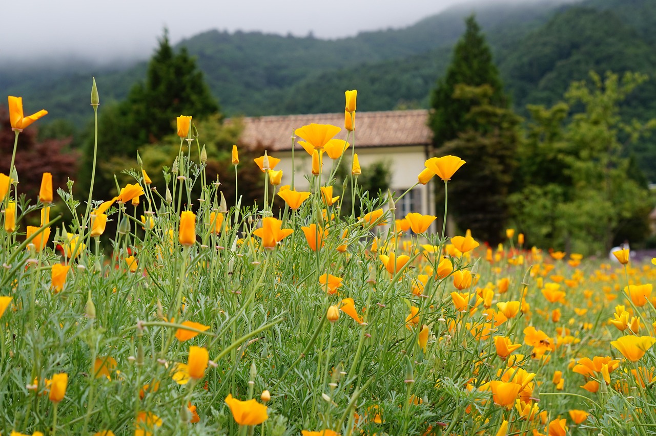 卖vx的网站：实名账号对于网络文化产业的影响
