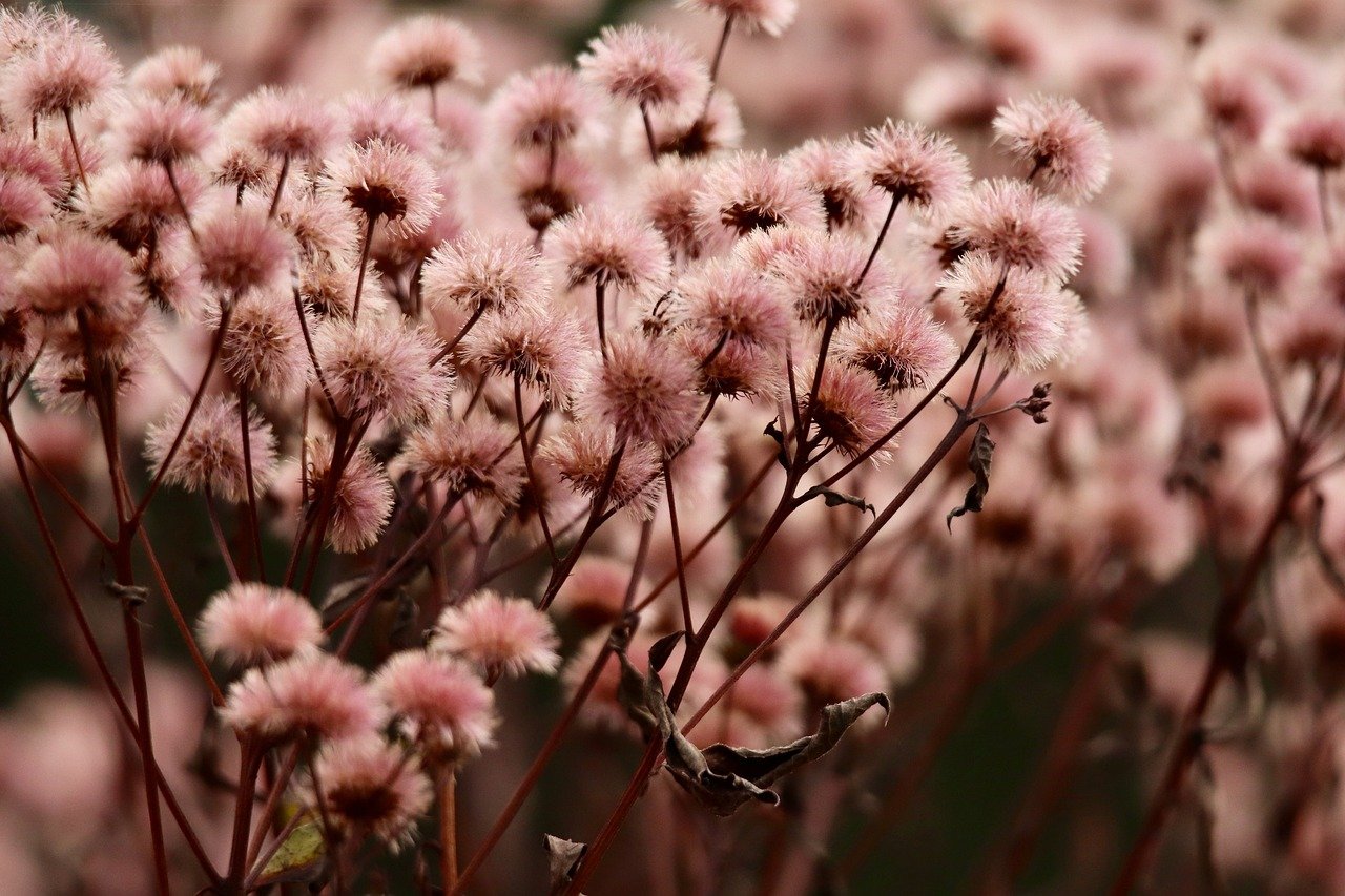 校花梦工厂：快保app详情下载教程安装